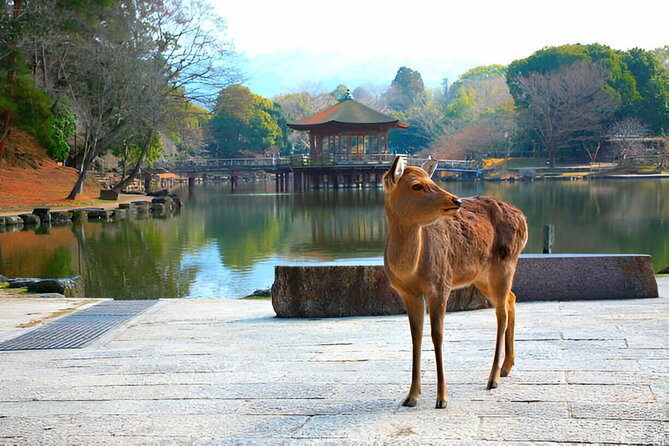 3 Days Private Osaka Kyoto and Nara Tour With English Driver - What this three-day Osaka, Nara, and Kyoto plan really offers