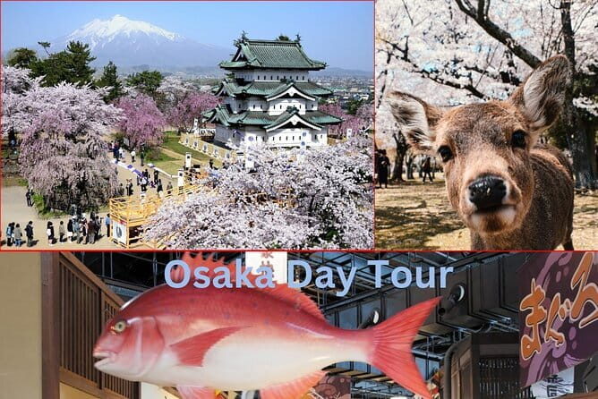 Amanohashidate & Ine Boathouse Full-Day Tour from Kyoto or Osaka - Chion-ji Temple and its fan-shaped fortunes