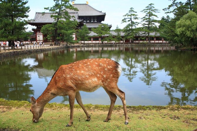 Ancient Capital Tour: Kyoto and Nara Highlights from Kyoto/Osaka - Why this Kyoto and Nara combination works