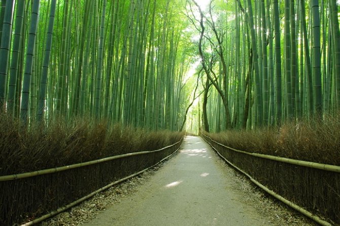 Ancient Capital Tour: Kyoto and Nara Highlights from Kyoto/Osaka - Bus comfort, group size, and the real pace