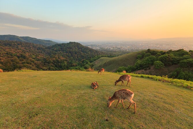 Best of Kyoto and Nara Highlights Day Tour from Osaka (7~9 spots) - What the $55.17 price really covers