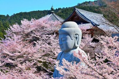 Cherry Blossom Buddha and Mt.Yoshino with Strawberry Picking Tour