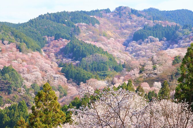 Cherry Blossom Buddha and Mt.Yoshino with Strawberry Picking Tour - Two hours among Mount Yoshino’s Senbonzakura