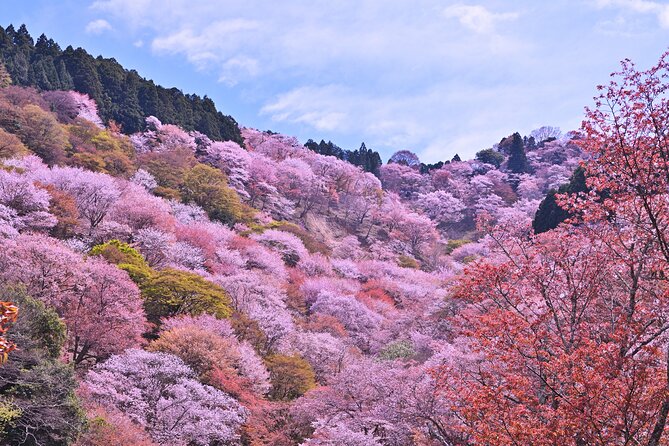 Cherry Blossom Buddha and Mt.Yoshino with Strawberry Picking Tour - Bus comfort, group size, and the pace of the day