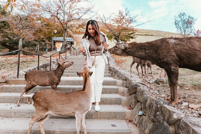 Discover Himeji, Kobe and Nara from Osaka - Key points to know before booking