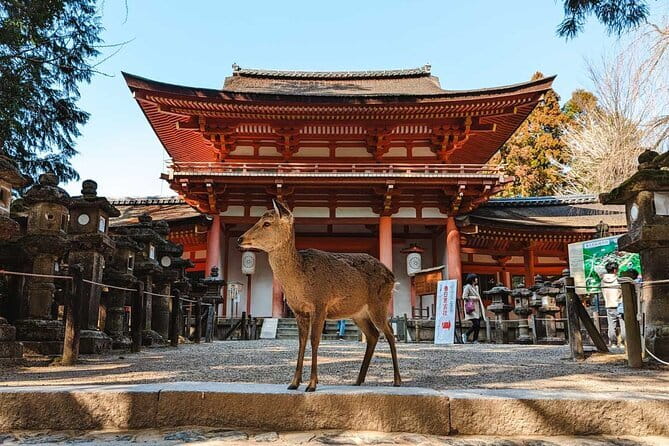 Exclusive Luxury Day Tours Serene Nara - Key points to know before you book
