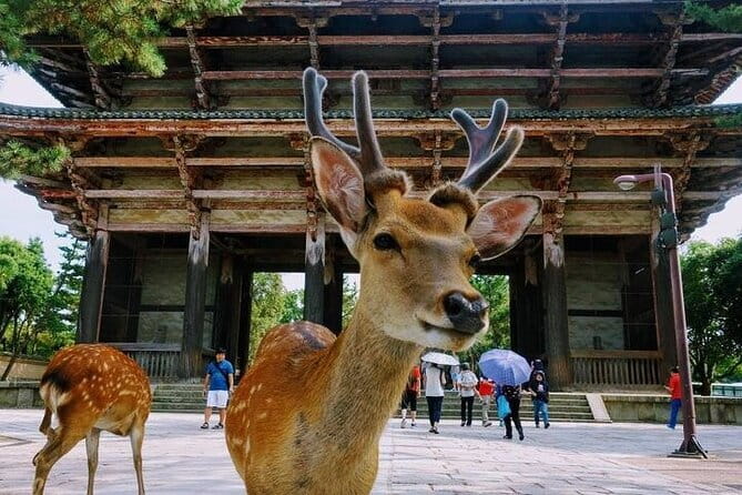 Exclusive Luxury Day Tours Serene Nara - Kofukuji, Shinyakushiji, and smaller temple choices