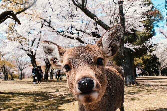 Explore Osaka | Private Tour - Local English Driver(guide option) - Shinsekai and the old Osaka mood