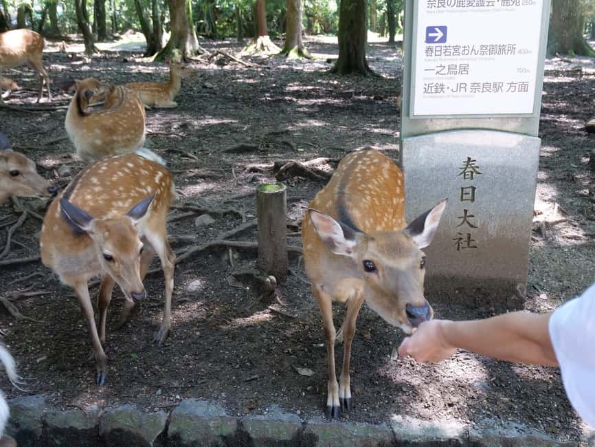 From Kyoto or Osaka: Kyoto Highlights & Nara Park Day Trip - Who should book this Kyoto and Nara day?