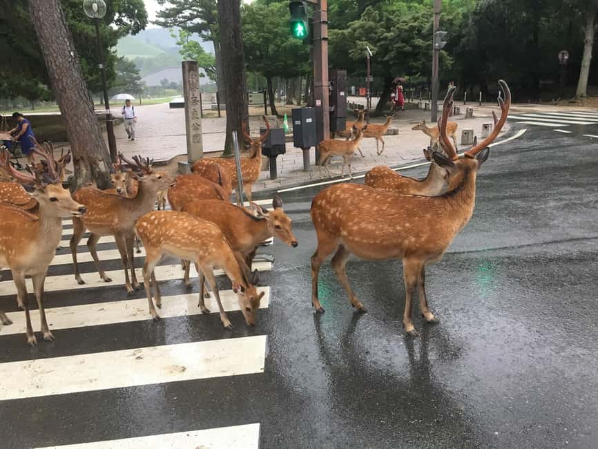 From Kyoto or Osaka: Kyoto Highlights & Nara Park Day Trip - Kiyomizu Temple and Kyoto’s old lanes