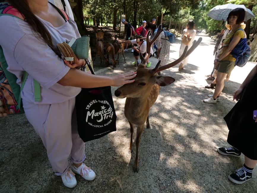 From Kyoto or Osaka: Kyoto Highlights & Nara Park Day Trip - Kinkakuji and Kyoto’s quieter side