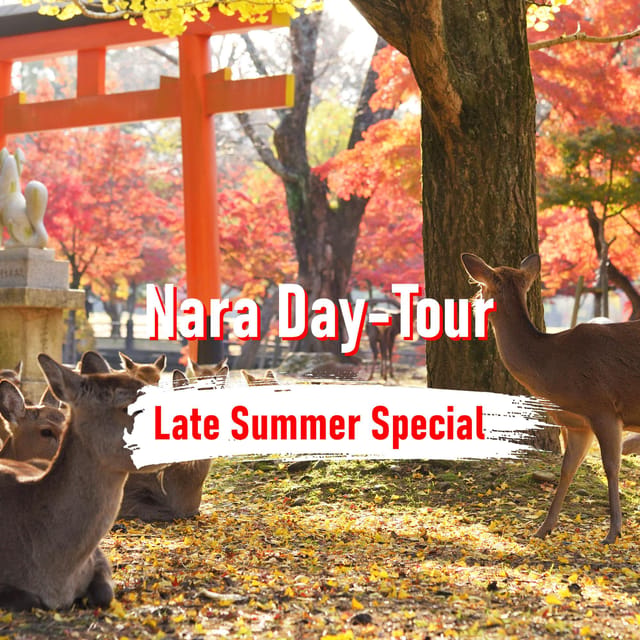 From Osaka: 10-hour Private Customized Tour to Nara - Historic streets, gardens, and temples