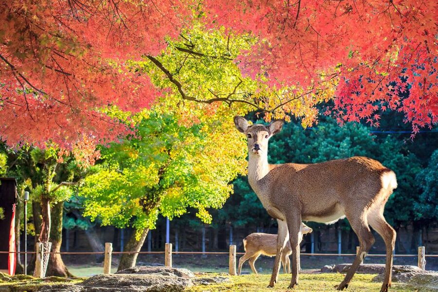 From Osaka: 10-hour Private Customized Tour to Nara - The guide question deserves careful attention