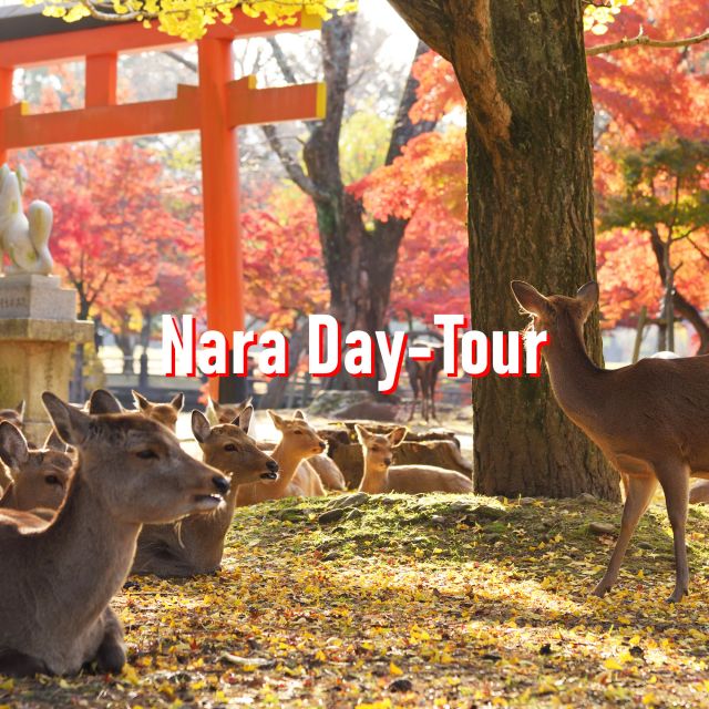 From Osaka: 10-hour Private Customized Tour to Nara - Nara Park and Todai-ji from 9:00 to 10:30