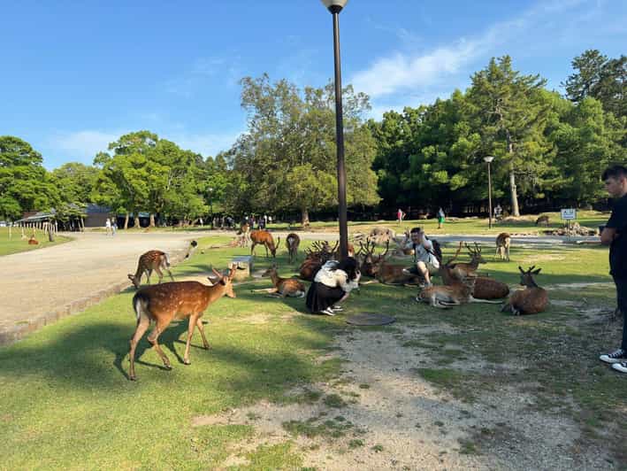 From Osaka/Kyoto: Nara One Day Private Tour - What this Nara day is really offering