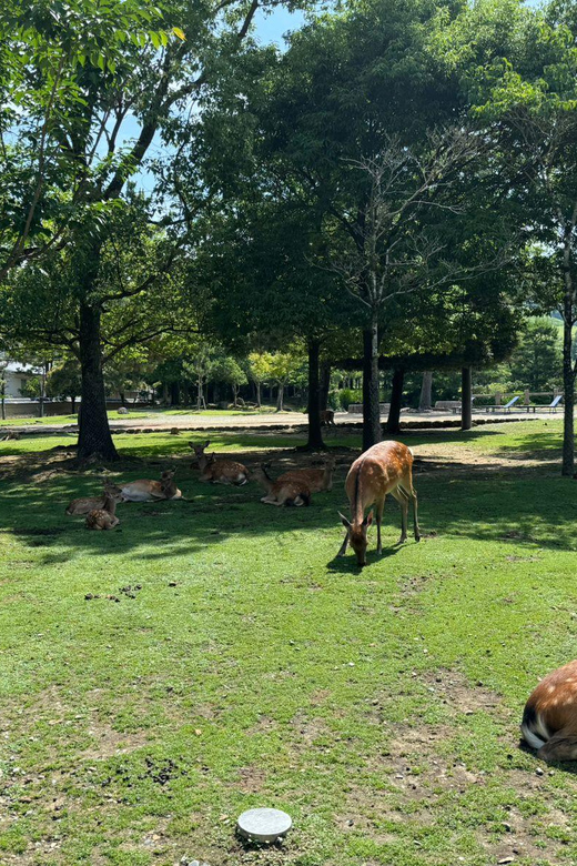 From Osaka/Kyoto: Nara One Day Private Tour - Leaving Osaka or Kyoto in a private van