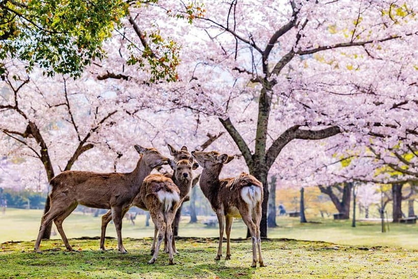 From Osaka: Nara Deer & Kyoto Kiyomizudera Sightseeing Tour - One day, two ancient capitals