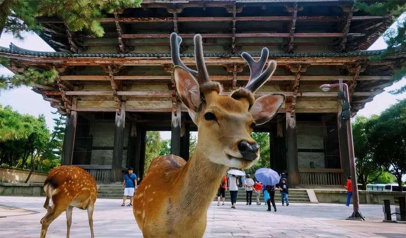 From Osaka: Nara Deer & Kyoto Kiyomizudera Sightseeing Tour - Gion, Yasaka Shrine, and the final Kyoto hour