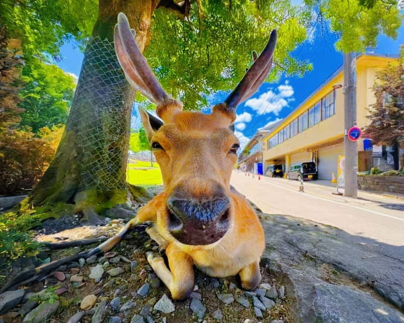 From Osaka: Nara Deer & Kyoto Kiyomizudera Sightseeing Tour - Nara Park and its free-roaming deer