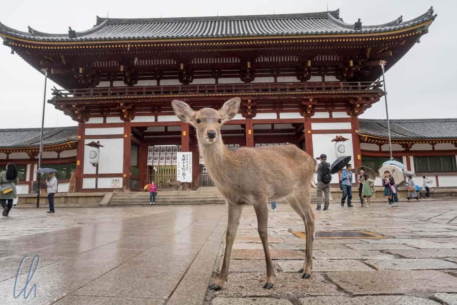 From Osaka: Nara, Kiyomizu-dera & Fushimi Inari Trip - Key points to know before booking