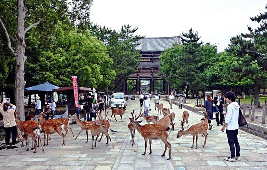 From Osaka: Nara, Kiyomizu-dera & Fushimi Inari Trip - Three major sights in one Osaka day