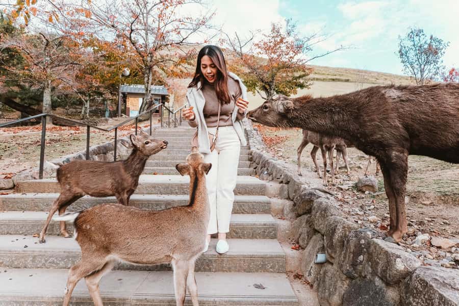 From Osaka: Nara, Kiyomizu-dera & Fushimi Inari Trip - Nara Park and its free-roaming deer
