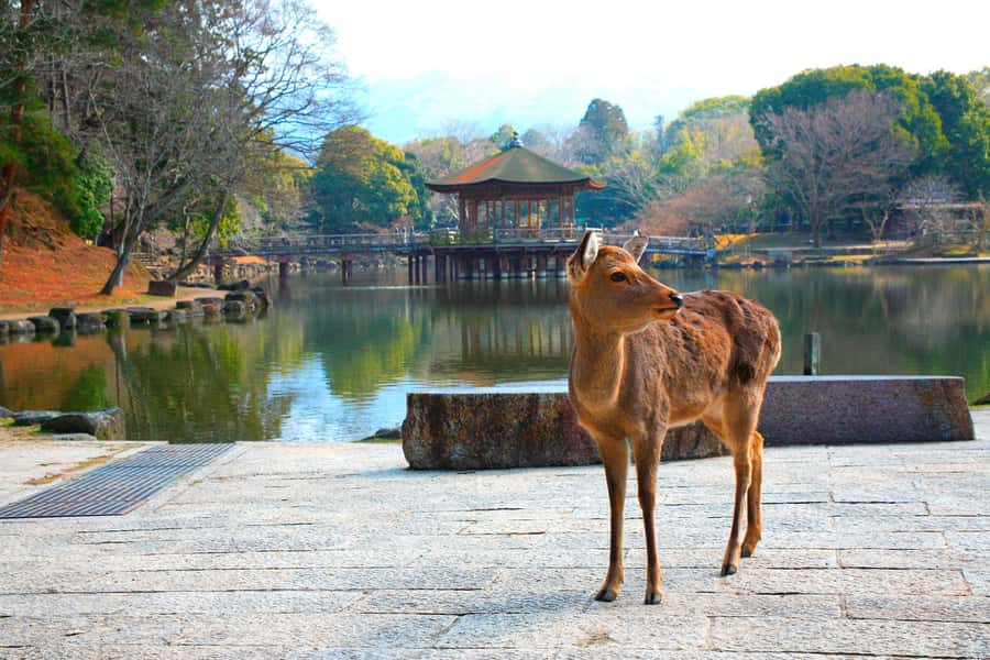 From Osaka: Nara, Kiyomizu-dera & Fushimi Inari Trip - Meeting at Osaka Mode Gakuen