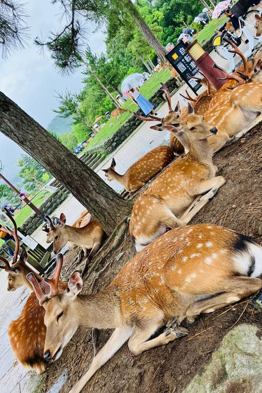 From Osaka: Nara Private Tour with Meet-Up at Your Hotel - Key points to know before booking