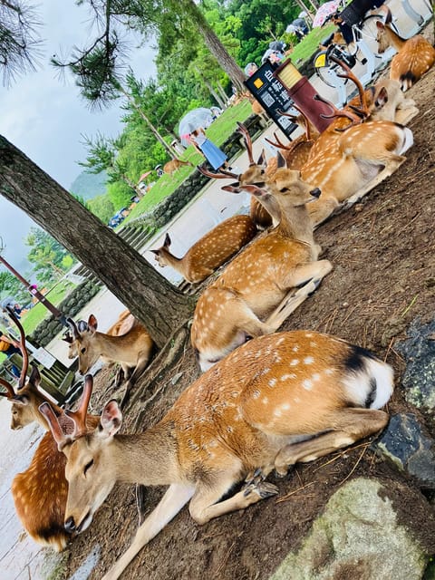 From Osaka: Nara Private Tour with Meet-Up at Your Hotel - Meeting Nara’s deer in the park
