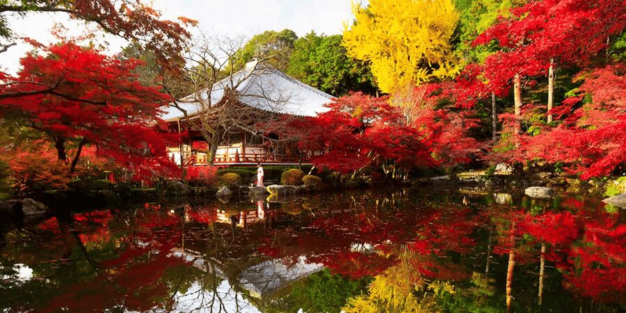 From Osaka: Private Customized Day Tour to Kyoto - Key points to know before booking