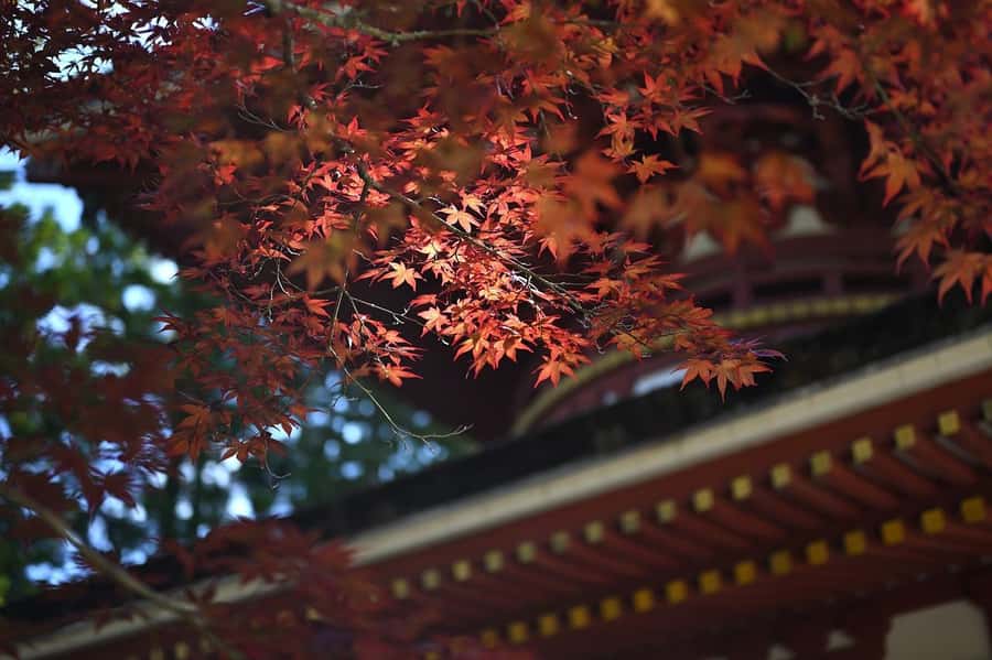 Koyasan: A Mysterious Meditation Journey - Meditation, sutra copying, and temple lodging