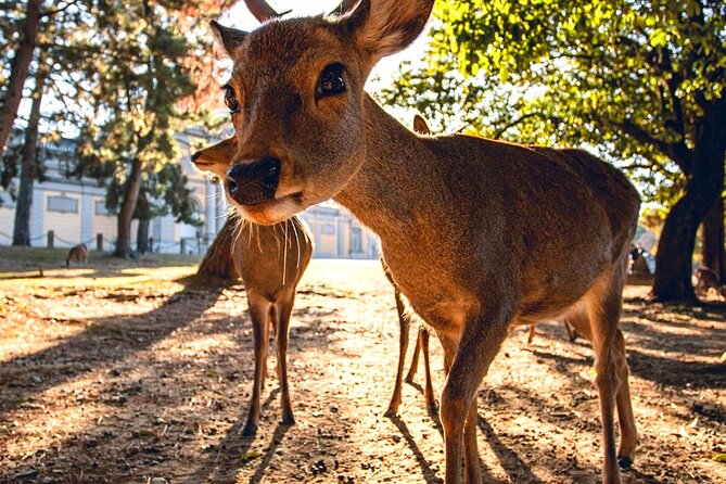 Kyoto and Nara Day Tour From Osaka with Deer Sightings - A good price, with a few extra costs