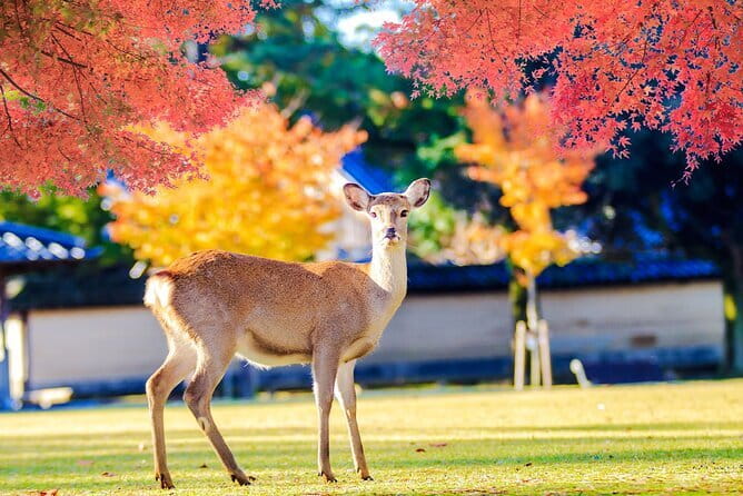 Kyoto and Nara UNESCO Highlights Full-day Tour From Osaka - Fushimi Inari’s red torii gates