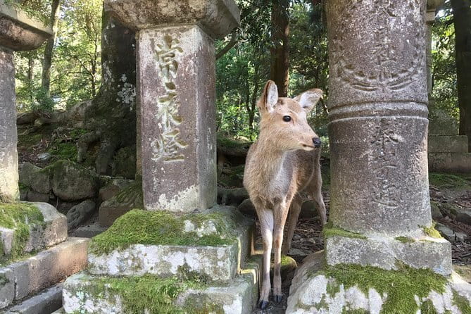 Kyoto & Nara Private customized tour with English speaking Guide - Fushimi Inari and its red torii gates