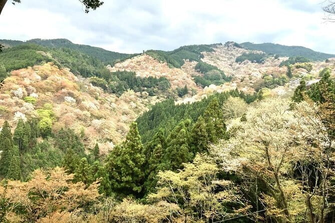 Kyoto One Day Sightseeing Tour from Osaka or Kyoto - How good is the guiding?