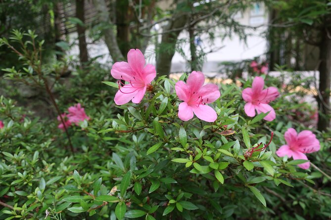 Minoh Waterfall and nature walk through the Minoh Park - Reaching Minoh Waterfall