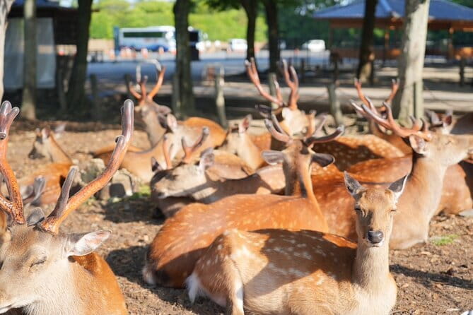 Nara Early Morning Tour (Osaka Departure Option) - Why an early Nara start makes sense