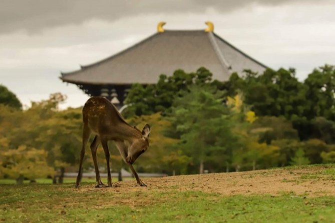 Nara Private Tour by Public Transportation from Osaka - Why a private trip makes Nara easier