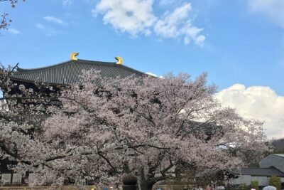 Nara private tour (Shore excursion available from Osaka or Kobe port)