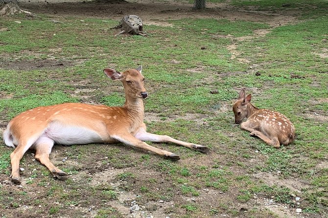 Nara private tour (Shore excursion available from Osaka or Kobe port) - Naramachi, old houses, and a taste of local life