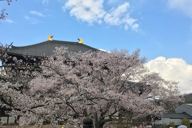 Nara private tour (Shore excursion available from Osaka or Kobe port) - Kasuga Grand Shrine among the deer