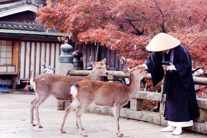 Nara Private Tour with Pick and Drop and English Speaking Driver - Nara Park and the deer