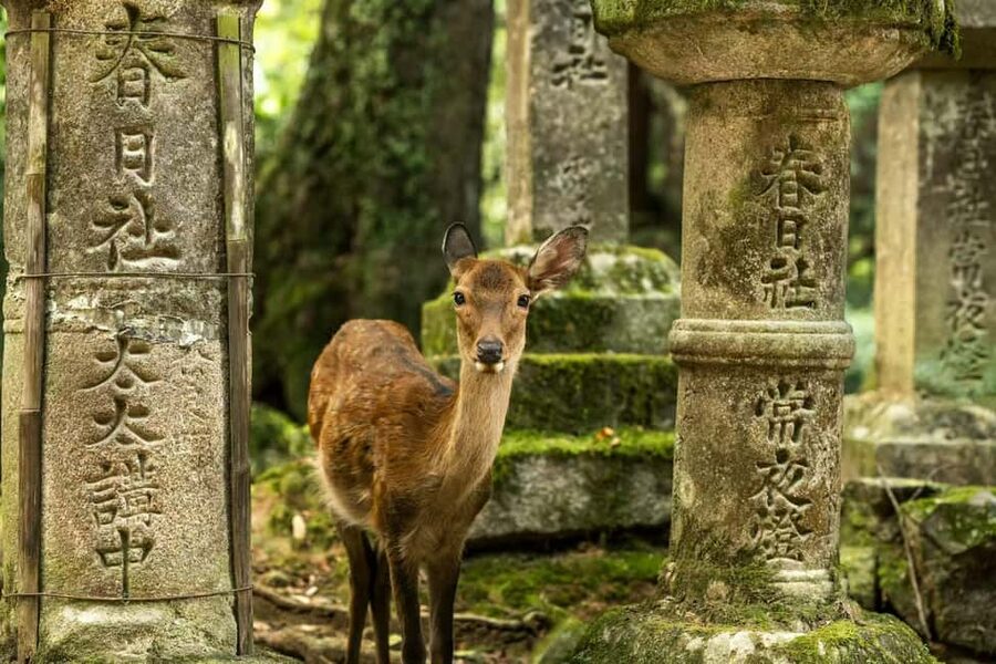 Osaka and Nara Customized Private tour with English Driver - Key points to know before booking
