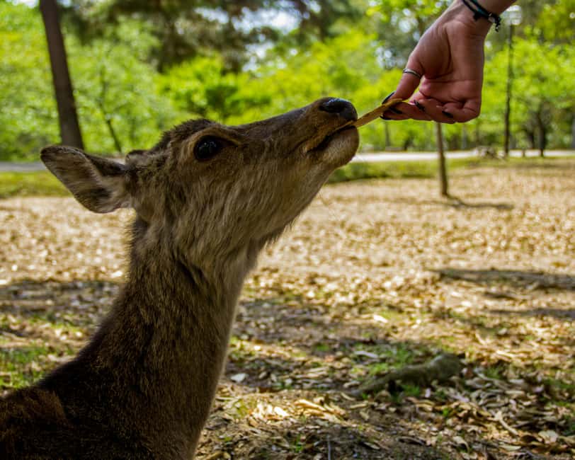 Osaka and Nara Customized Private tour with English Driver - One private day across Osaka and Nara