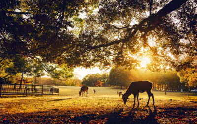Osaka and Nara Customized Private tour with English Driver