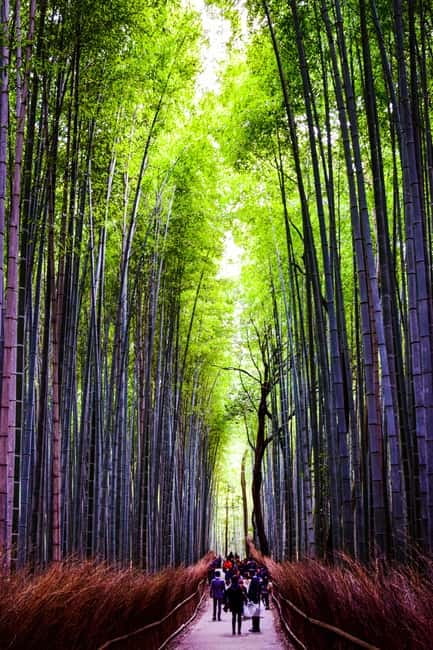 Osaka: Kyoto and Nara Private Day Trip - A long day made easier by private transport