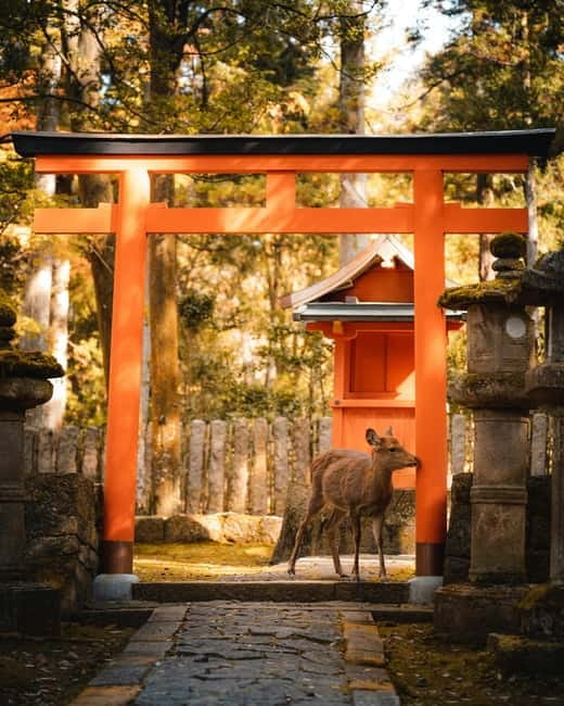 Osaka: Kyoto and Nara Private Day Trip - Nara Park and the Great Buddha