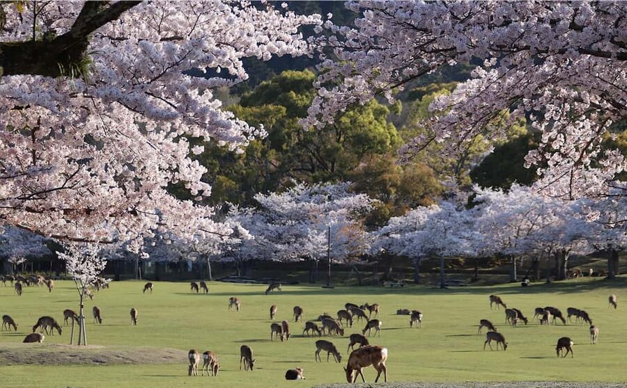 Osaka/Kyoto: Arashiyama, Nara Park, Fushimi Shrine Tour - Key points to know before booking