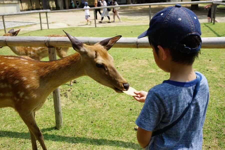 Osaka/Kyoto: Arashiyama, Nara Park, Fushimi Shrine Tour - Who will get the most from this tour