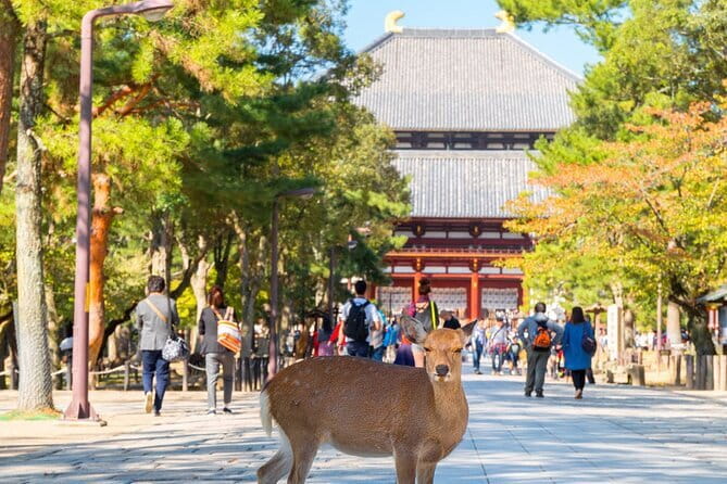Osaka & Kyoto & Nara Top Hightlights English Speaking Tour - Shinsaibashi is the final Osaka stop